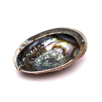 Muszla Abalone haliotis fulgens zielona L
