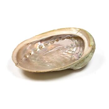 Muszla Abalone smudge schelp haliotis diversicolor L