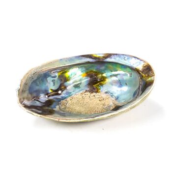 Muszla Abalone rainbow paua